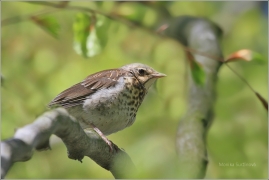 <p>DROZD KVÍČALA (Turdus pilaris) /Fieldfare - Wacholderdrossel/</p>